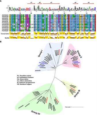 PeHVA22 gene family in passion fruit (Passiflora edulis): initial characterization and expression profiling diversity